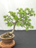 American Larch